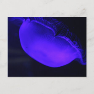 Carte Postale Lune méduse # 6