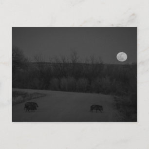 Carte Postale lune sauvage