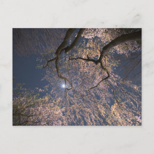 Carte Postale Lune sur les fleurs de cerisiers