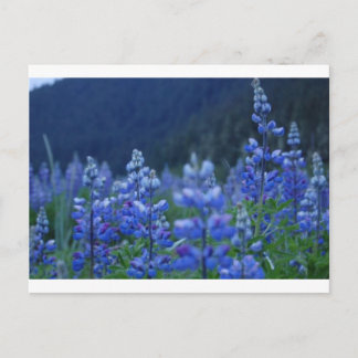 Carte Postale lupin postcard
