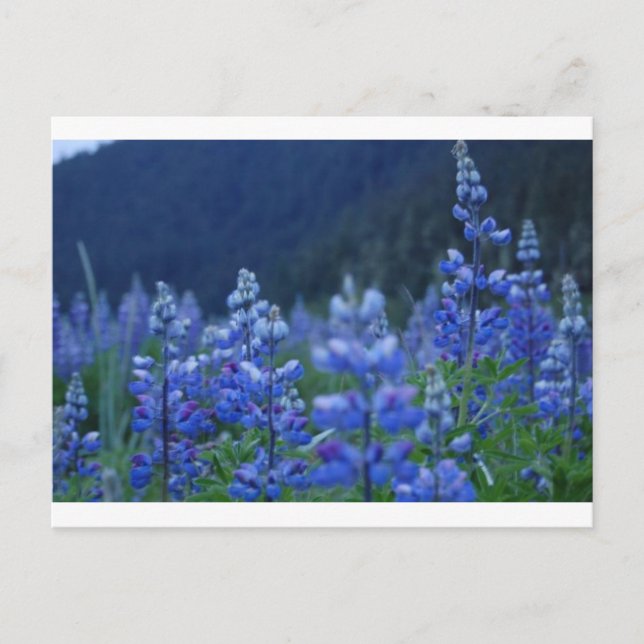 Carte Postale lupin postcard (Devant)