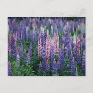 Carte Postale Lupine
