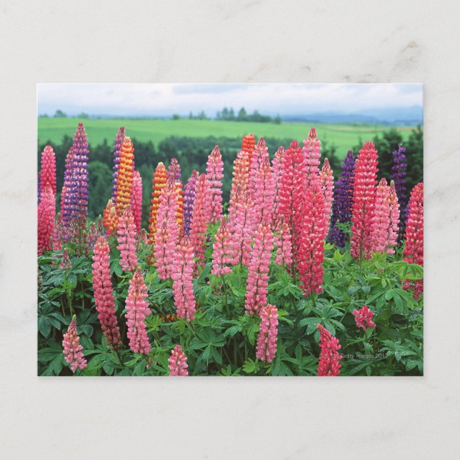 Carte Postale Lupine 2 (Devant)