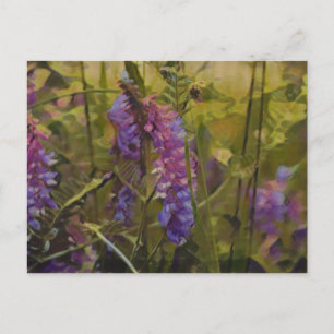 Carte Postale Lupine arctique pourpre et verte
