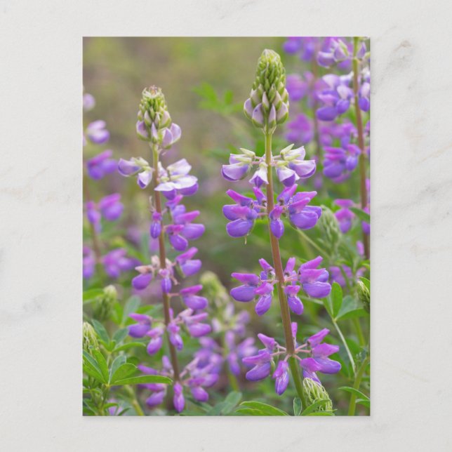 Carte Postale Lupine flower postcard (Devant)