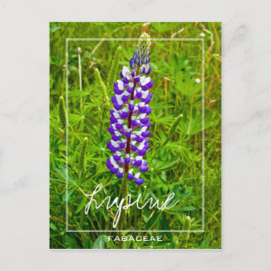 Carte Postale Lupine Violet Et Blanche Lupin Lupinus Flower