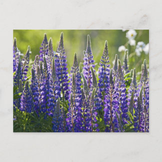 Carte Postale Lupines de printemps colorées...