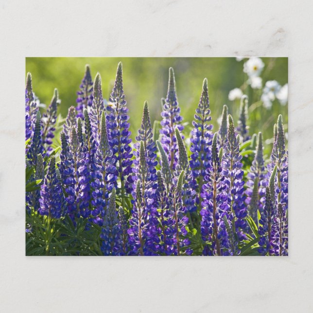 Carte Postale Lupines de printemps colorées... (Devant)