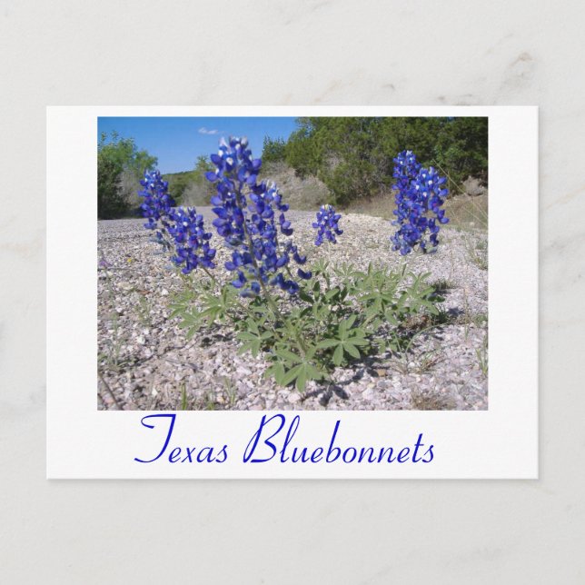 Carte Postale Lupins bleus (Devant)