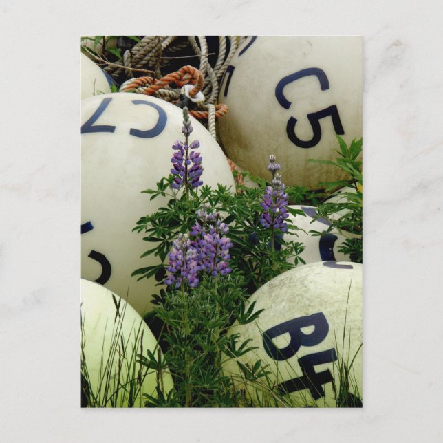 Carte Postale Lupins dans les bouées de pêche (Devant)
