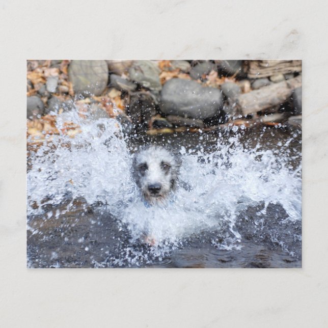 Carte postale Lurcher Swimming (Devant)