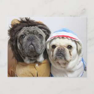 Carte Postale Lustige Mops Yoko und East Karte