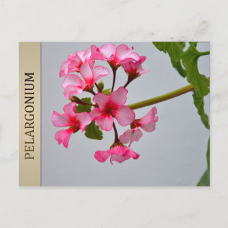 Carte postale Lustra Pelargonium