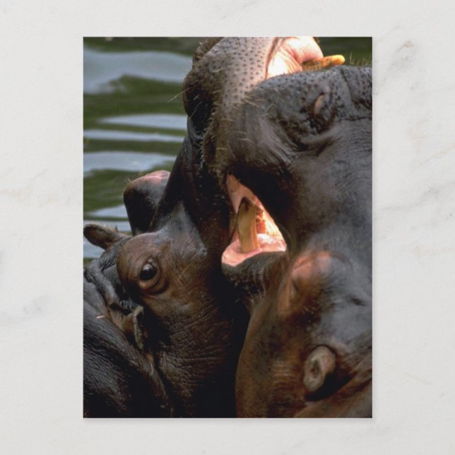 Carte Postale Lutte contre les hippopotames, Closeup (Devant)