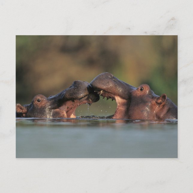 Carte Postale Lutte contre les hippopotames (Hippopotame Amphibi (Devant)