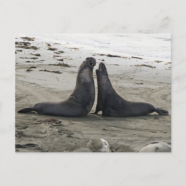 Carte postale Lutte contre les phoques éléphants (Devant)