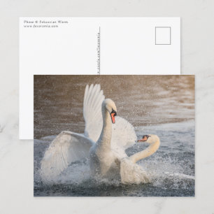 Carte Postale Lutter contre les cygnes Nature Photo