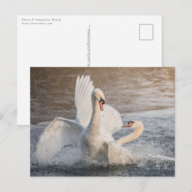 Carte Postale Lutter contre les cygnes Nature Photo (Devant / Derrière)