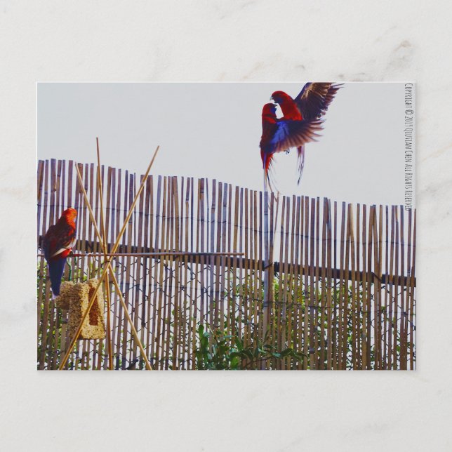 Carte Postale Lutter pour la fille (Devant)