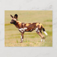 Lycaon Pictus Debout