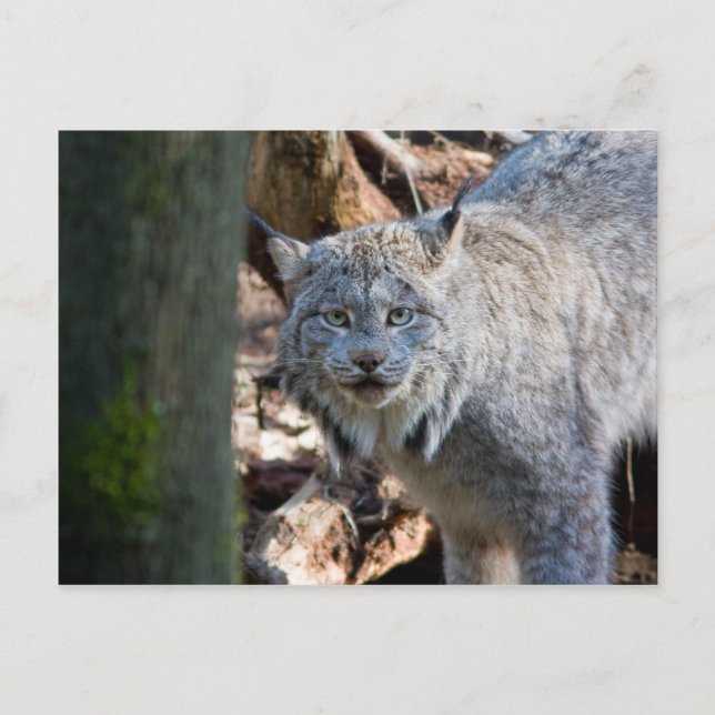 Carte Postale Lynx (Devant)
