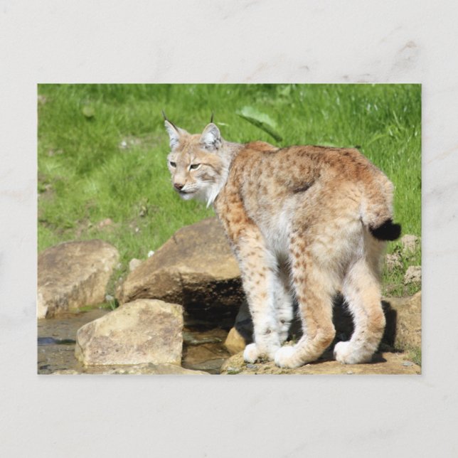 Carte Postale Lynx (Devant)