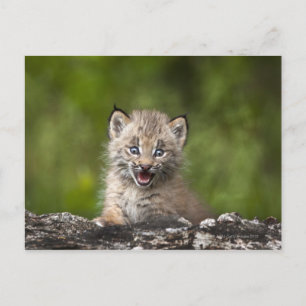 Carte Postale Lynx Bébé (Lynx Canadensis) Surplombant Un