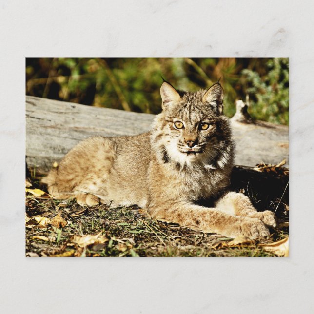 Carte Postale Lynx canadienne (Devant)