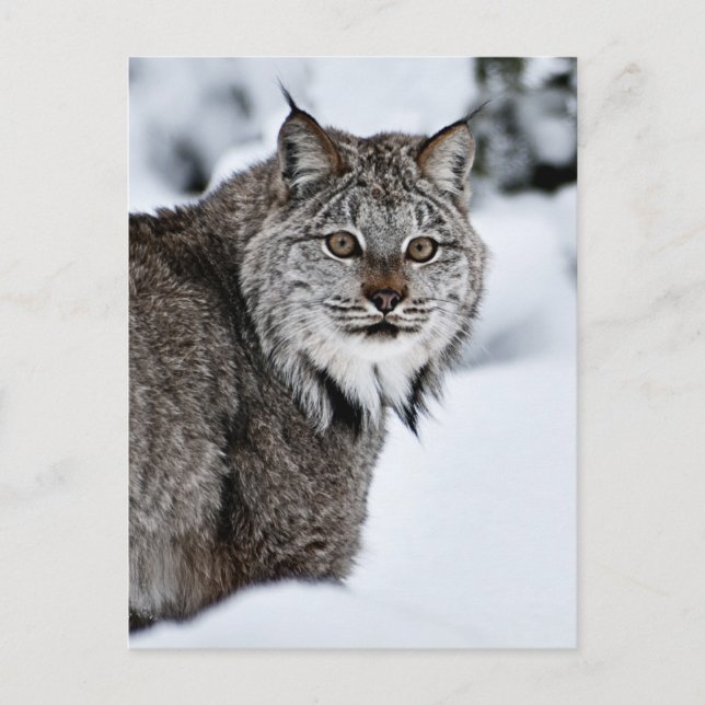Carte Postale Lynx canadienne dans la neige (Devant)