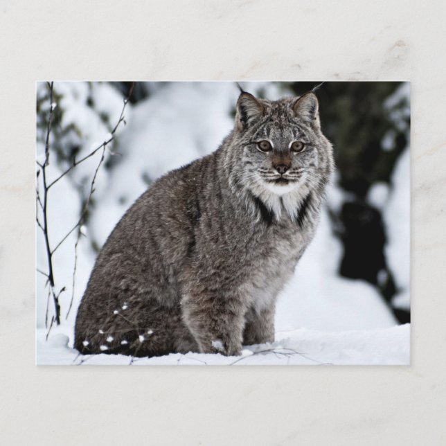Carte Postale Lynx canadienne dans la neige (Devant)