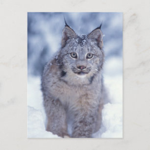 Carte Postale Lynx dans la neige au pied des collines