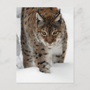 Carte Postale Lynx de neige