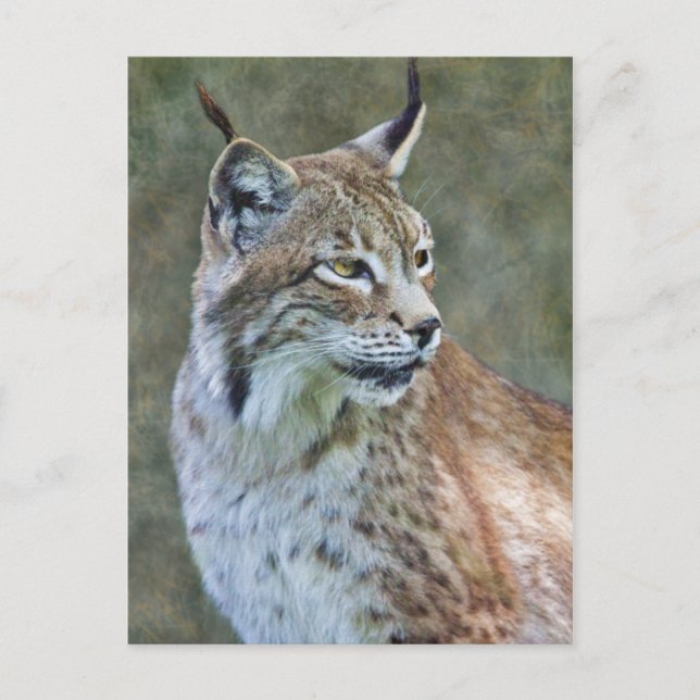 Carte postale Lynx de Sibérie (Devant)