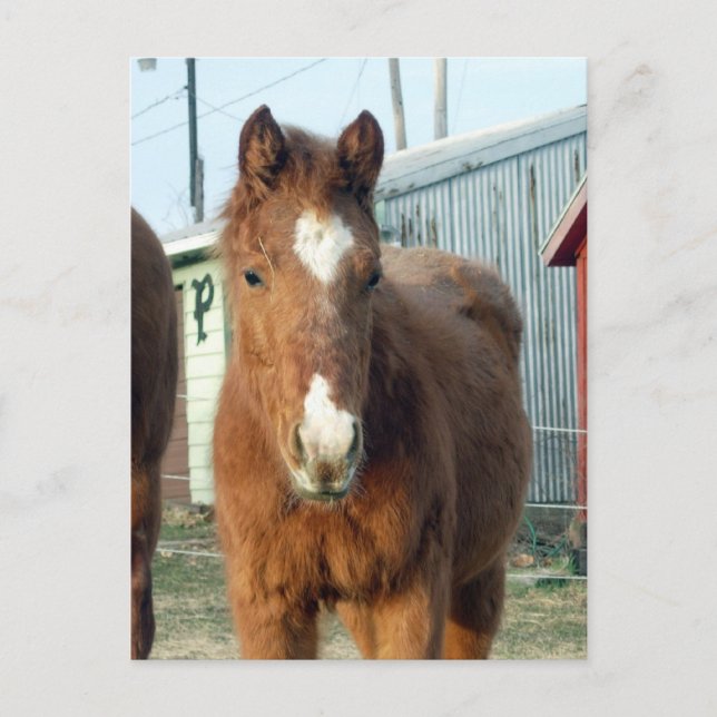 Carte Postale Lynx de Sugarman (Devant)