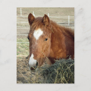 Carte Postale Lynx de Sugarman