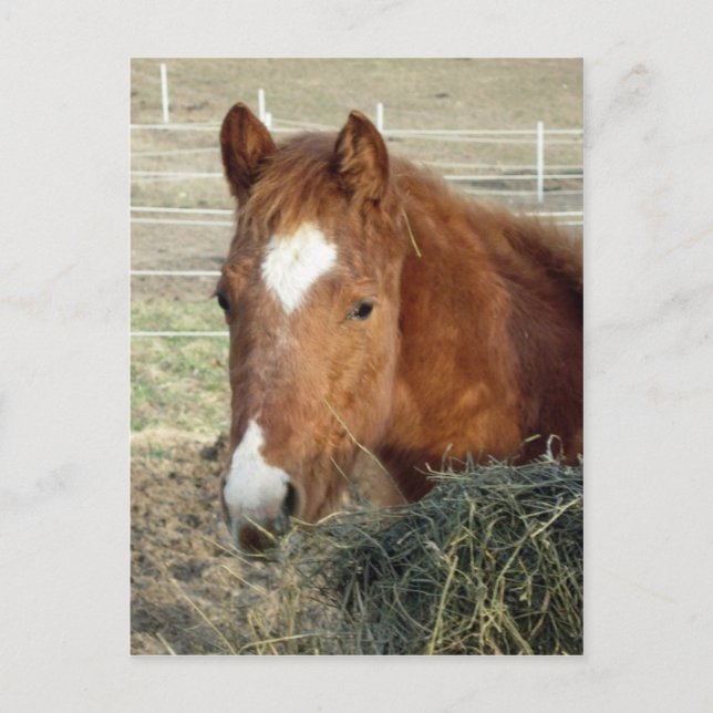 Carte Postale Lynx de Sugarman (Devant)