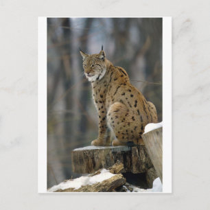 Carte Postale Lynx d'Eurasie (Lynx lynx) 3
