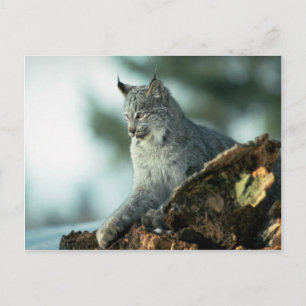 Carte Postale lynx du Canada
