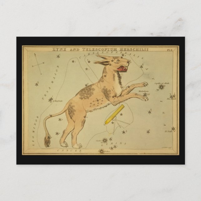 Carte Postale Lynx et Telescopium Herschilii (Devant)