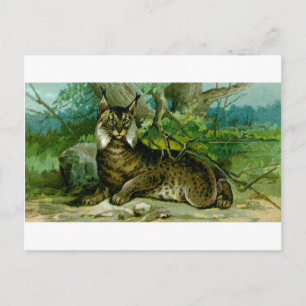 Carte Postale Lynx eurasien