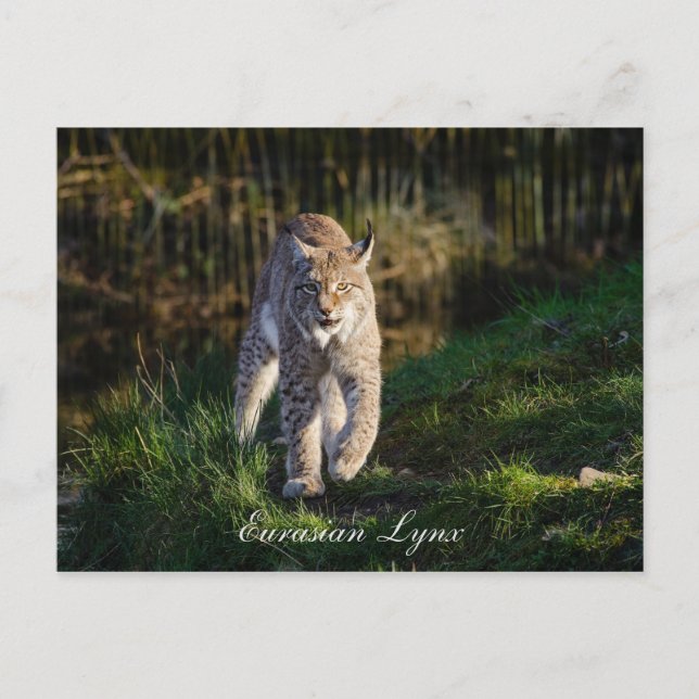 Carte Postale Lynx eurasien (Devant)