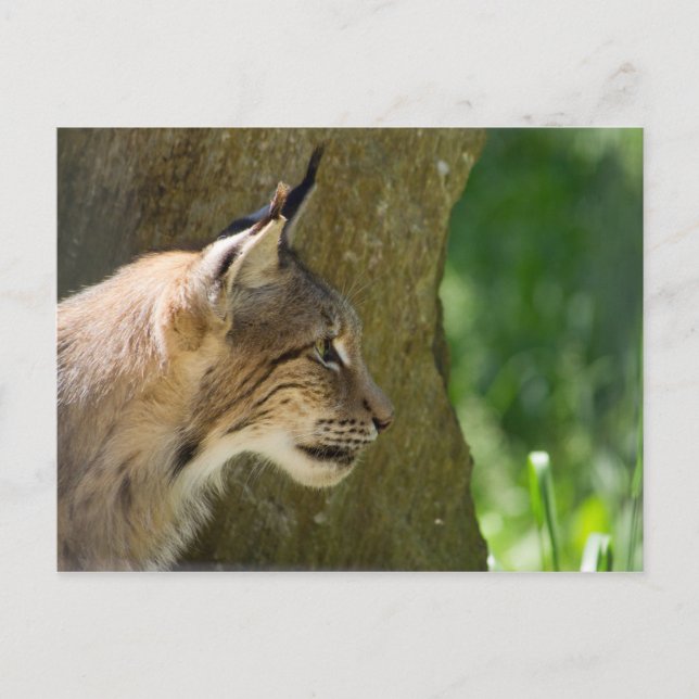 Carte Postale Lynx eurasien (Devant)