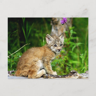 Carte Postale Lynx Kitten