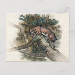 Carte Postale Lynx norvégienne par Joseph Wolf