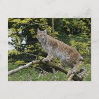 Lynx Rouge Sur Une Branche D'Arbre