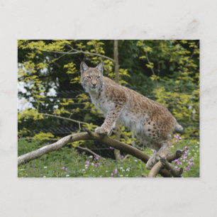 Carte Postale Lynx Rouge Sur Une Branche D'Arbre