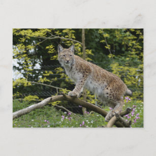 Carte postale en bois lynx portrait