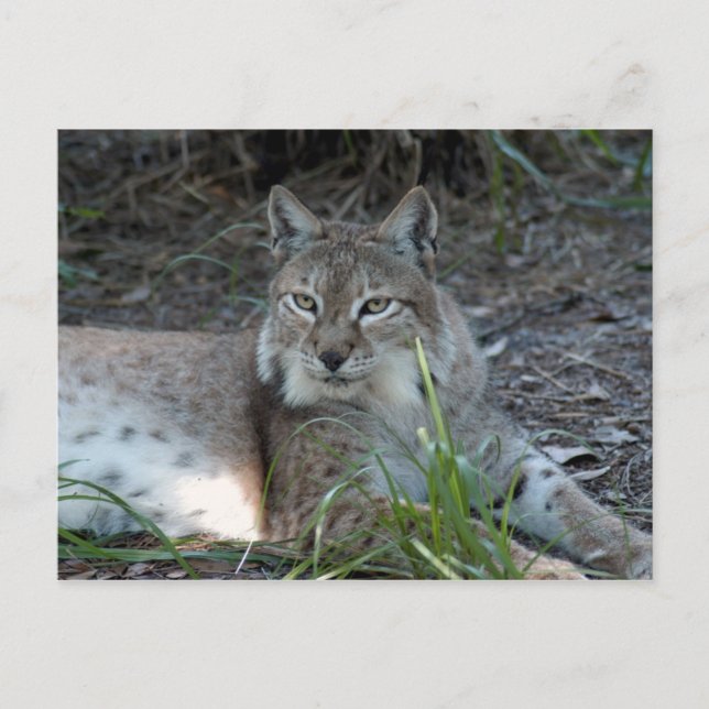 Carte Postale lynx sibérien 017 (Devant)