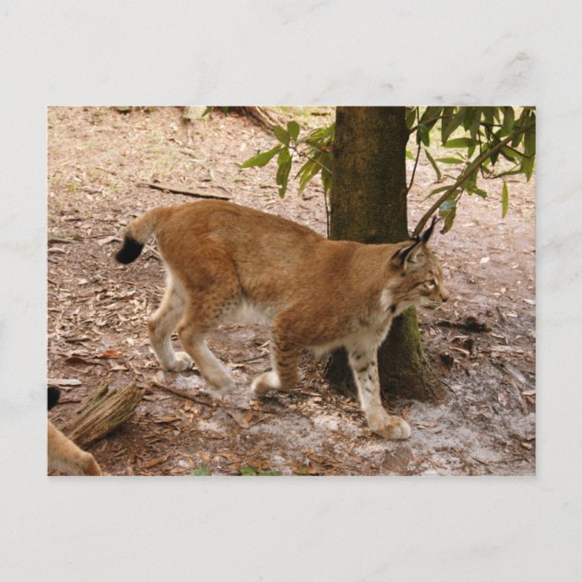 Carte Postale lynx sibérien 031 (Devant)