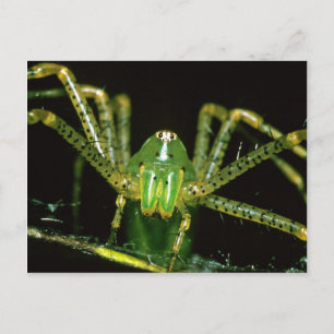 Carte Postale Lynx Spider